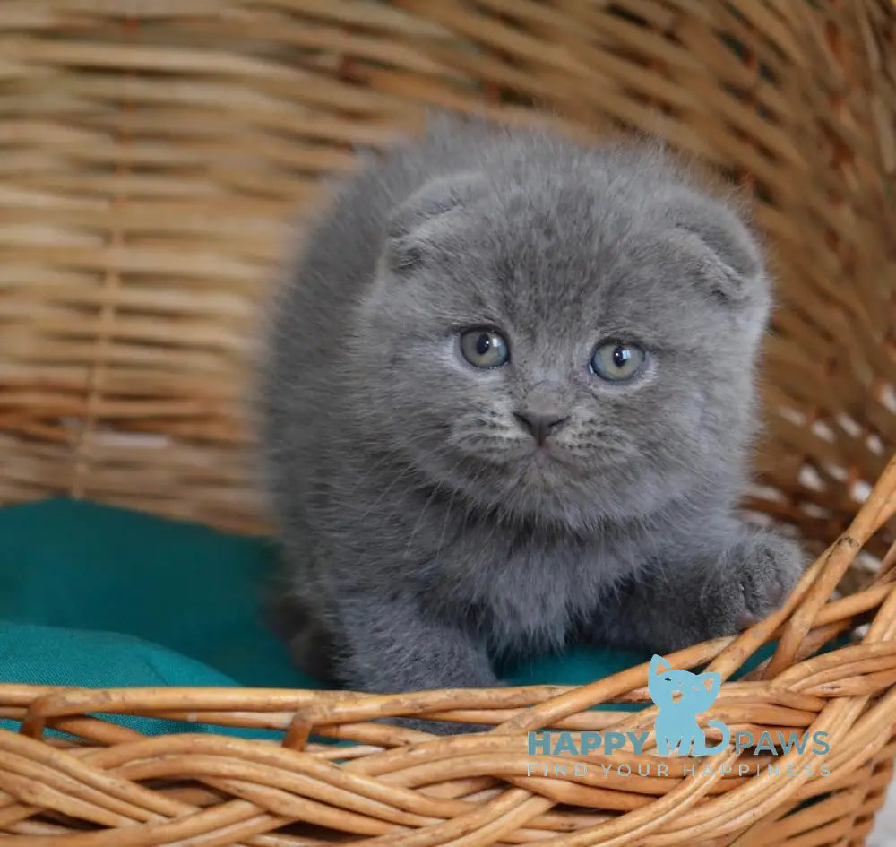 Fibi Scottish Fold female blue live animals