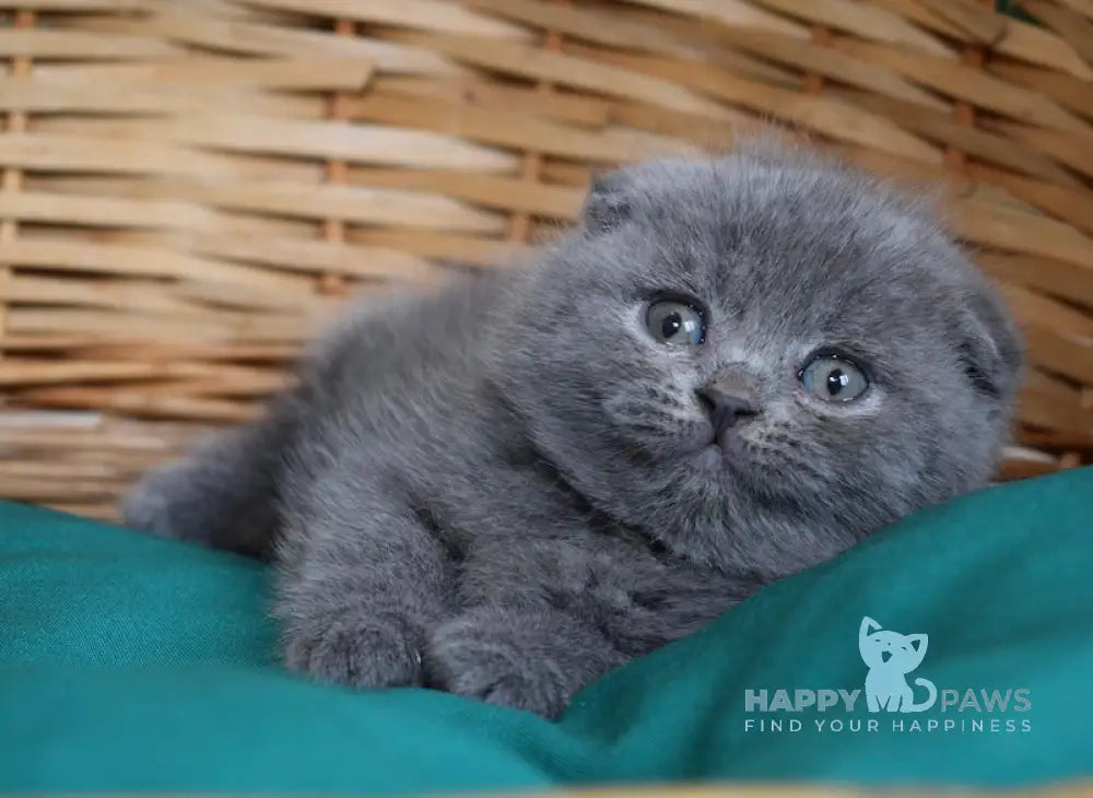 Fibi Scottish Fold female blue live animals