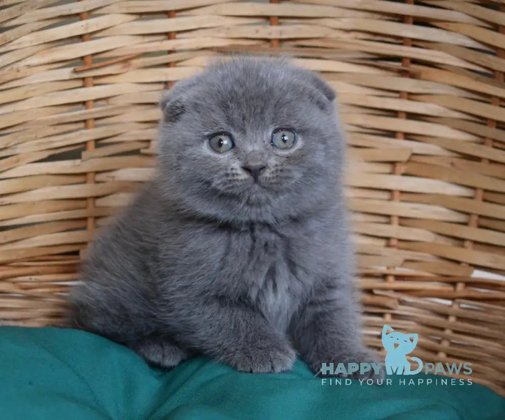 Fibi Scottish Fold female blue live animals