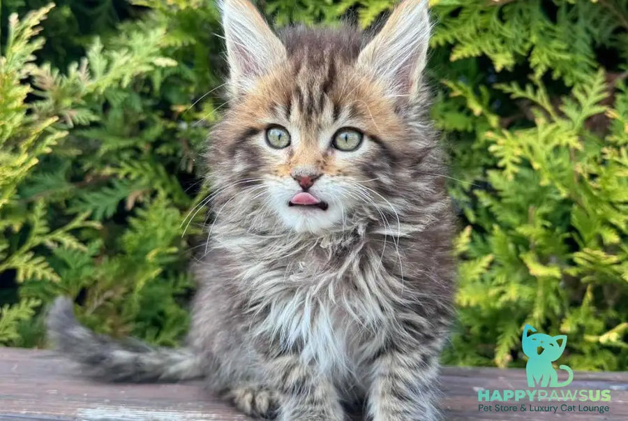 Fidzhi Maine Coon female black ticked tabby - live animals