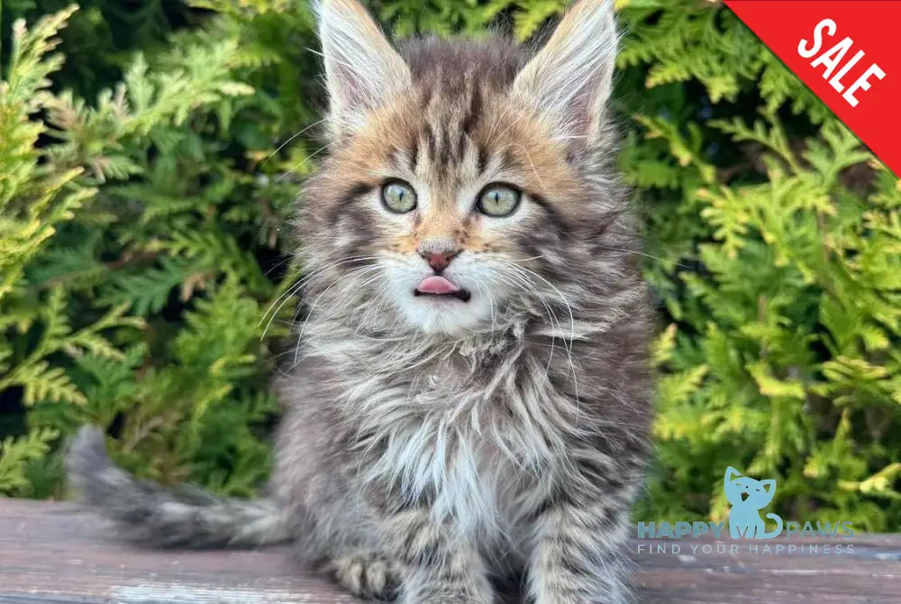 Fidzhi Maine Coon female black ticked tabby - live animals