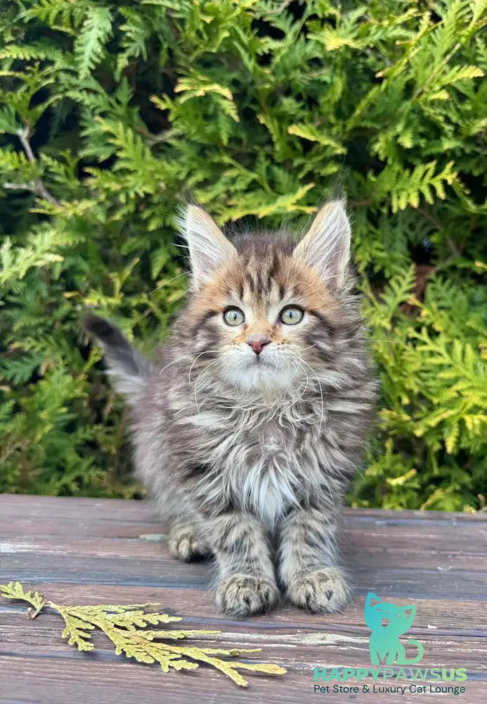 Fidzhi Maine Coon female black ticked tabby - live animals