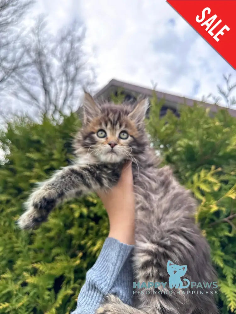 Fidzhi Maine Coon female black ticked tabby - live animals