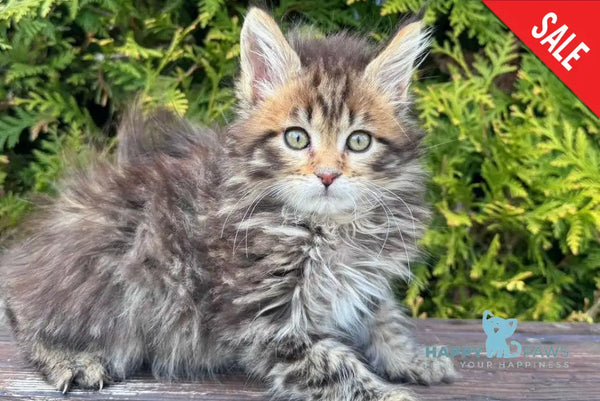 Fidzhi Maine Coon female black ticked tabby - live animals