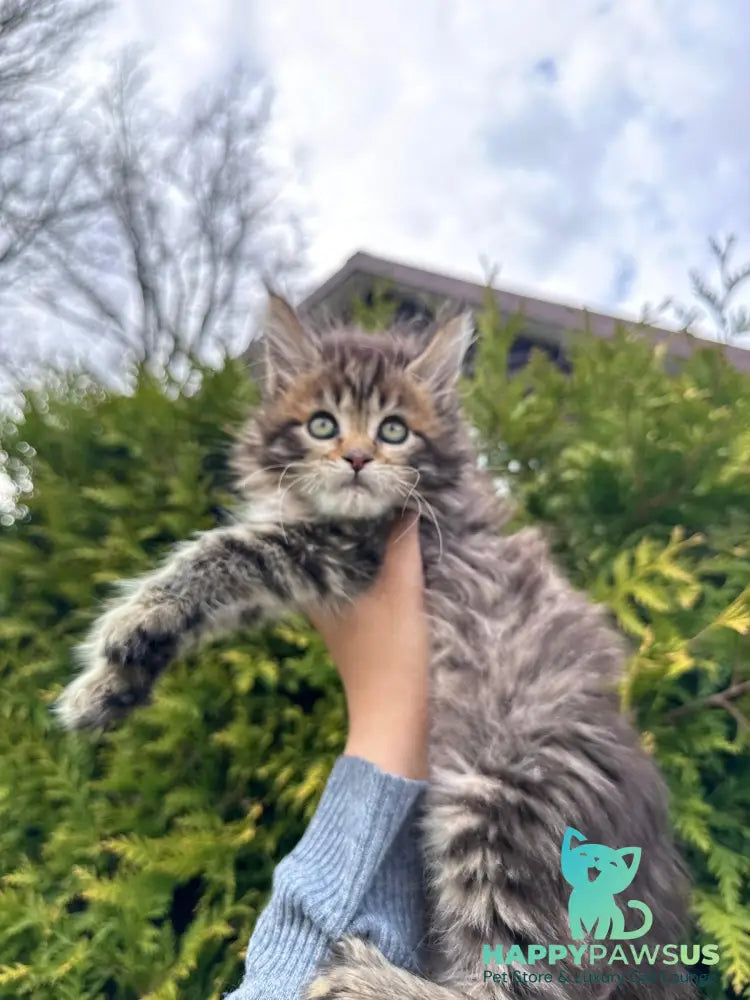 Fidzhi Maine Coon female black ticked tabby - live animals