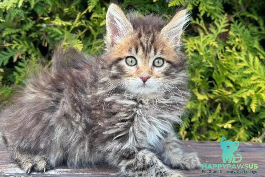 Fidzhi Maine Coon female black ticked tabby - live animals
