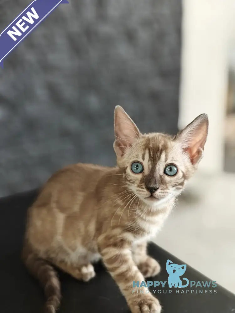 Fiesta Bengal female black amber spotted tabby pointed live animals