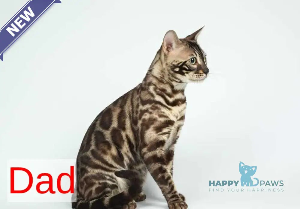 Fiesta Bengal female black amber spotted tabby pointed live animals