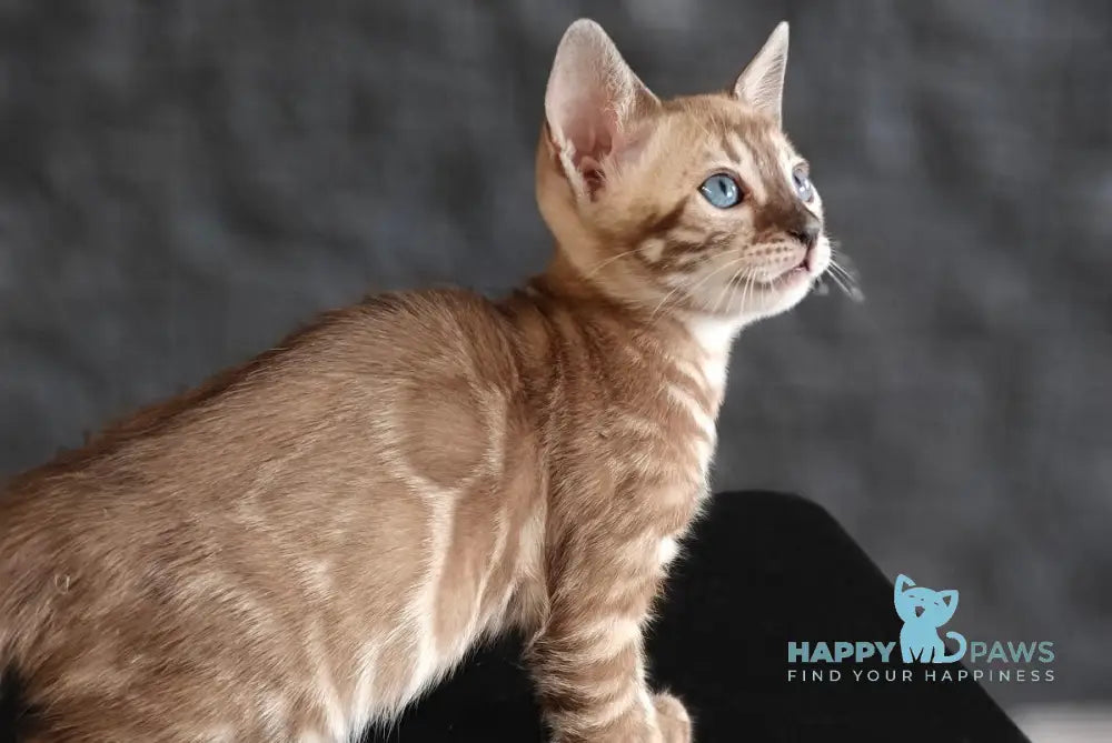 Fiesta Bengal female black amber spotted tabby pointed live animals