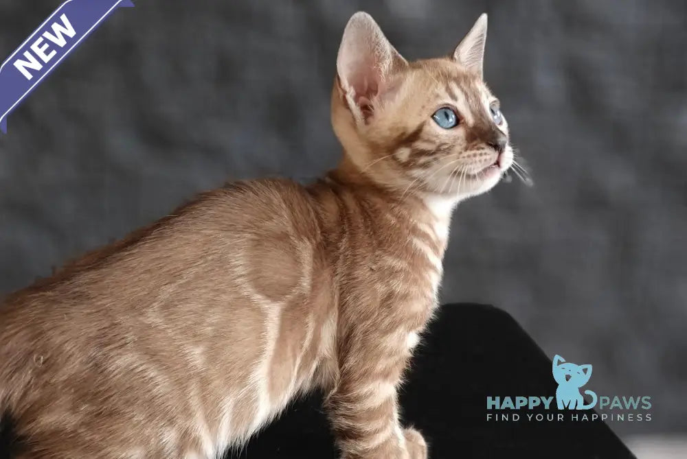 Fiesta Bengal female black amber spotted tabby pointed live animals