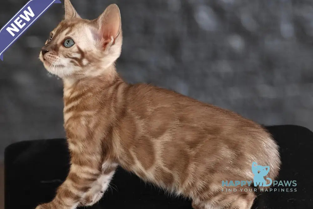 Fiesta Bengal female black amber spotted tabby pointed live animals