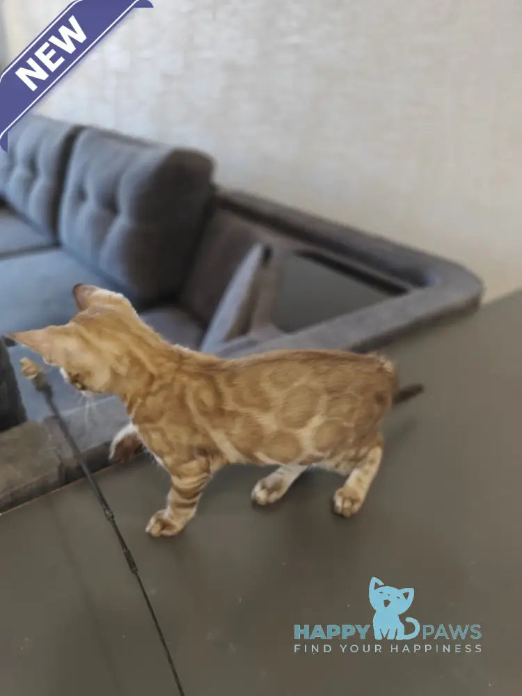 Fiesta Bengal female black amber spotted tabby pointed live animals