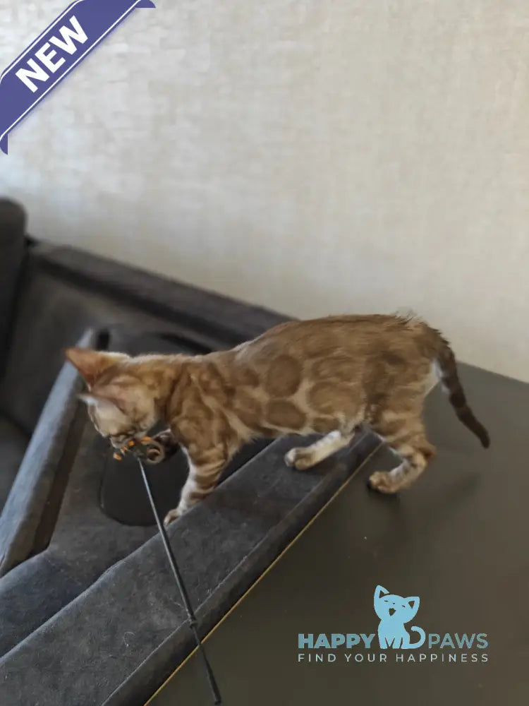 Fiesta Bengal female black amber spotted tabby pointed live animals