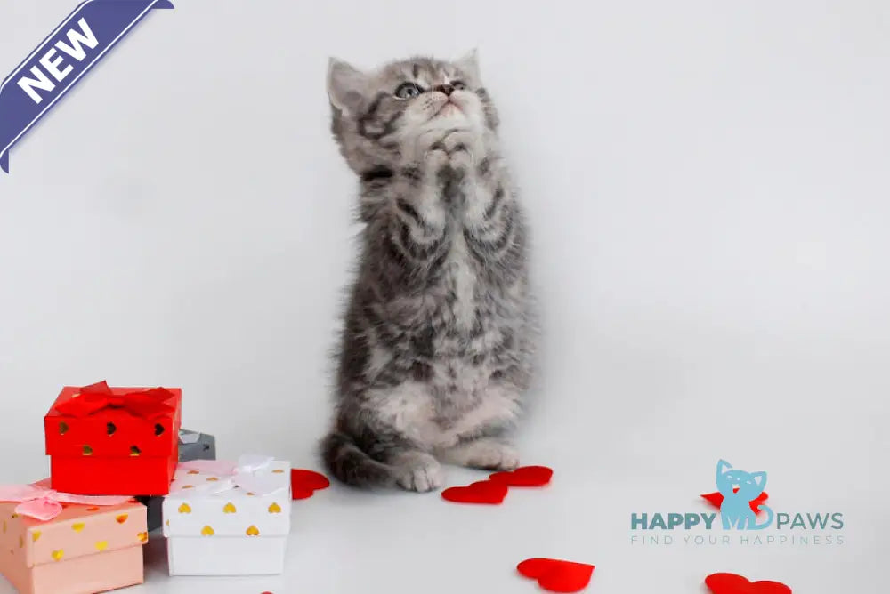 Fiesta British Shorthair female blue tabby live animals