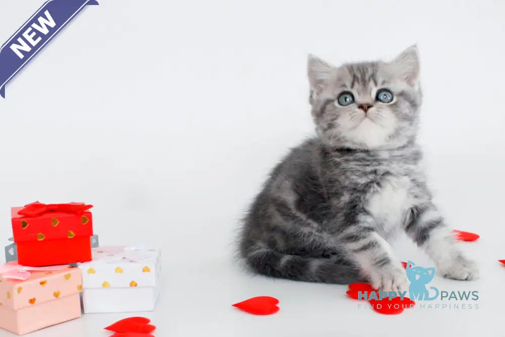 Fiesta British Shorthair female blue tabby live animals