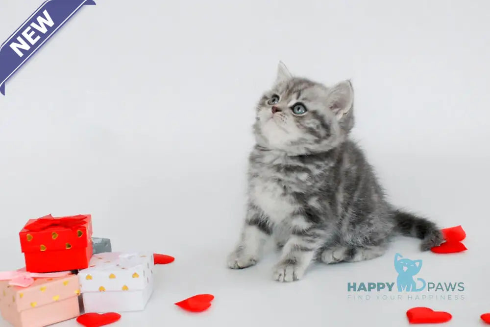 Fiesta British Shorthair female blue tabby live animals