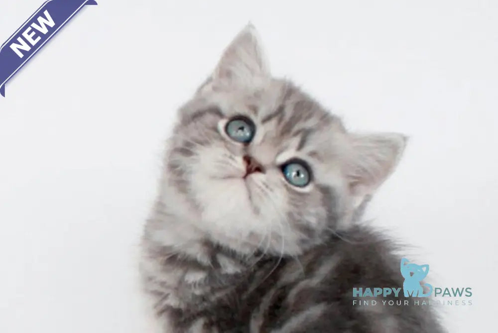 Fiesta British Shorthair female blue tabby live animals