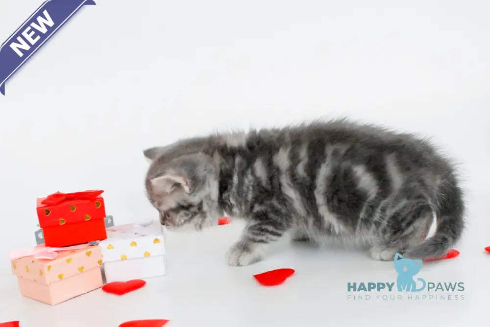 Fiesta British Shorthair female blue tabby live animals