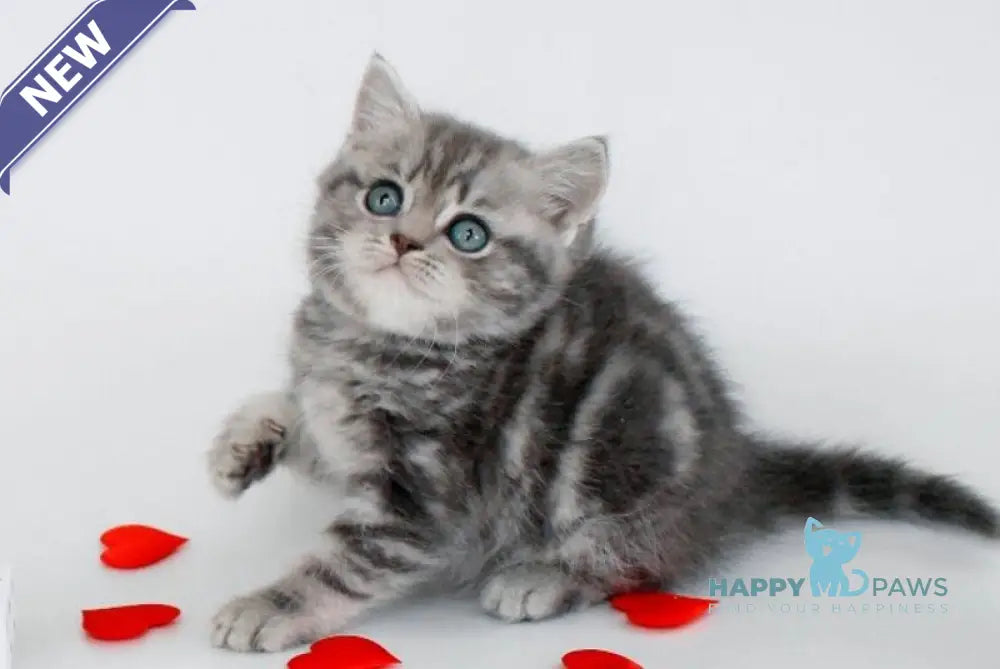Fiesta British Shorthair female blue tabby live animals