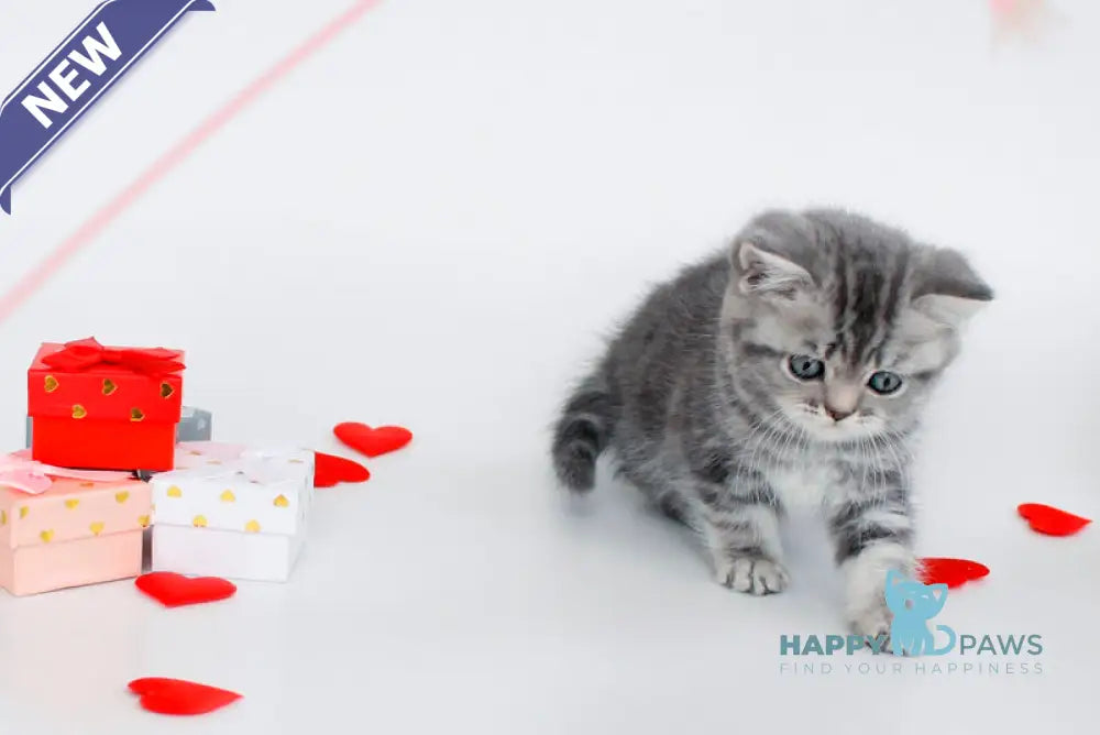 Fiesta British Shorthair female blue tabby live animals