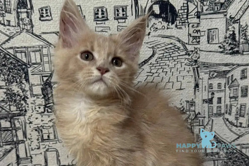 Fiesta Maine Coon female cream live animals