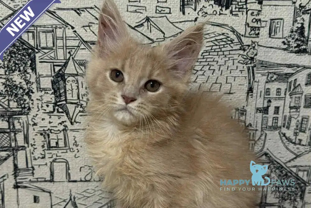 Fiesta Maine Coon female cream live animals