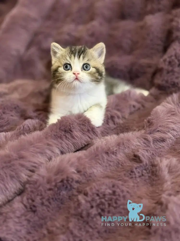 Fiesta Scottish Straight female black ticked tabby bicolour live animals