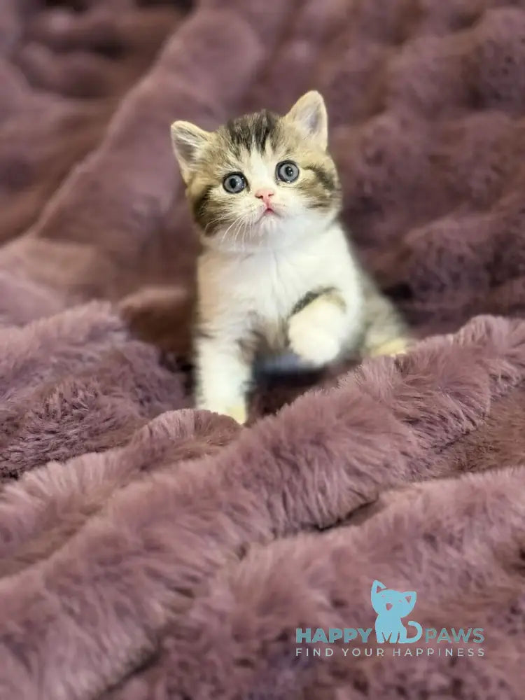 Fiesta Scottish Straight female black ticked tabby bicolour live animals