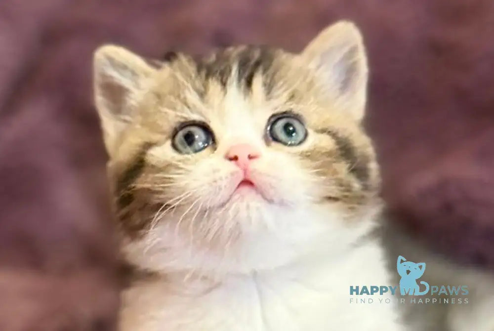 Fiesta Scottish Straight female black ticked tabby bicolour live animals