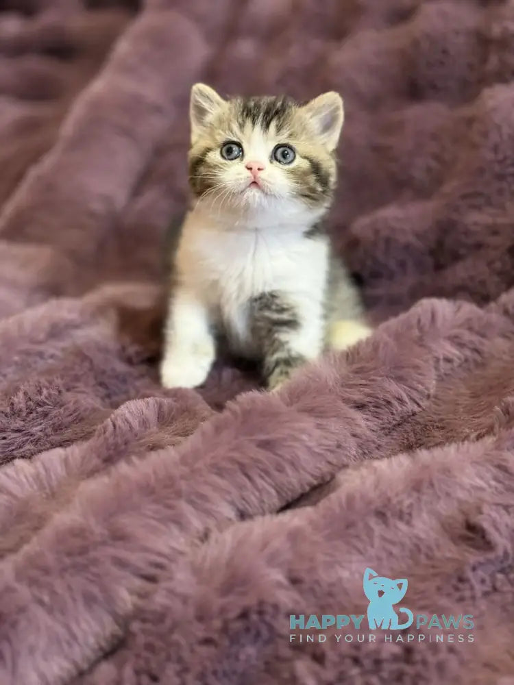 Fiesta Scottish Straight female black ticked tabby bicolour live animals