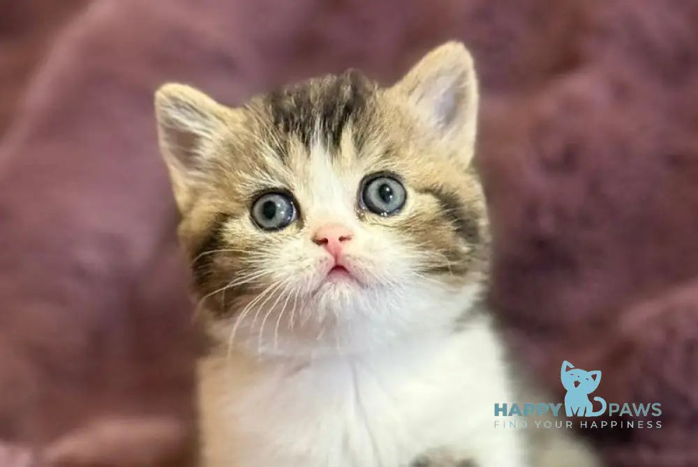 Fiesta Scottish Straight female black ticked tabby bicolour live animals