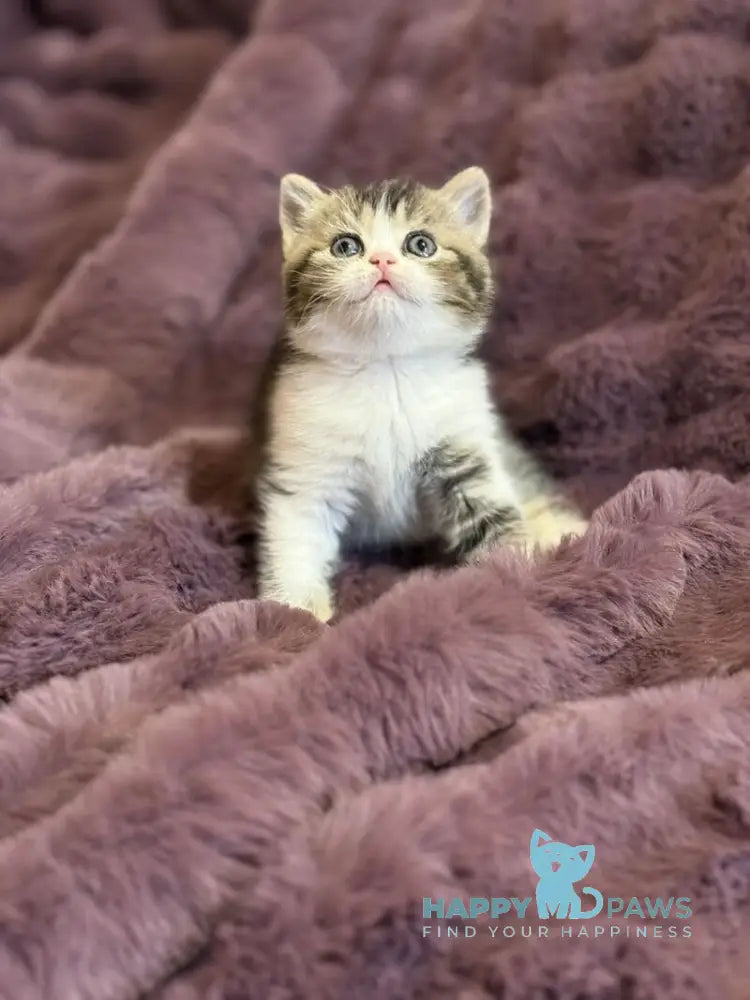 Fiesta Scottish Straight female black ticked tabby bicolour live animals