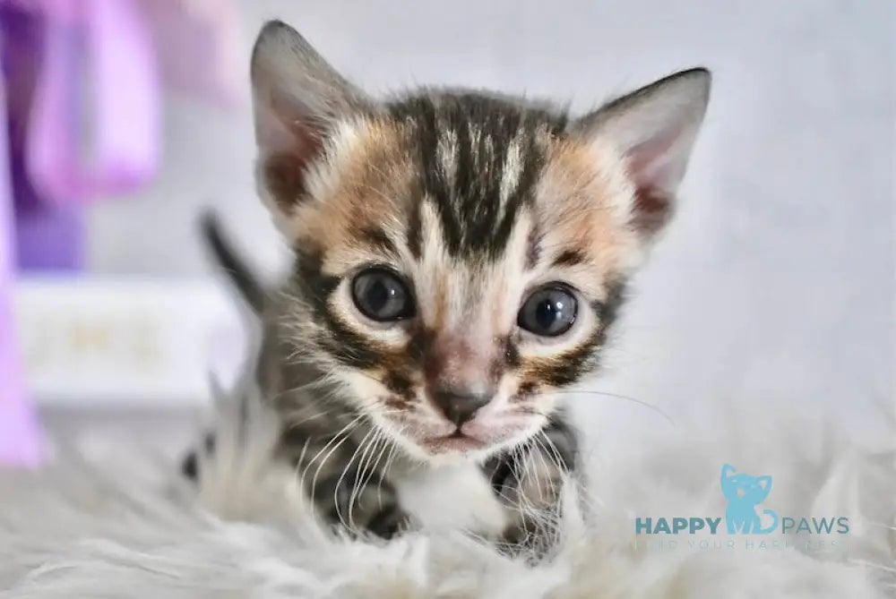 Fifa Bengal female black spotted tabby live animals