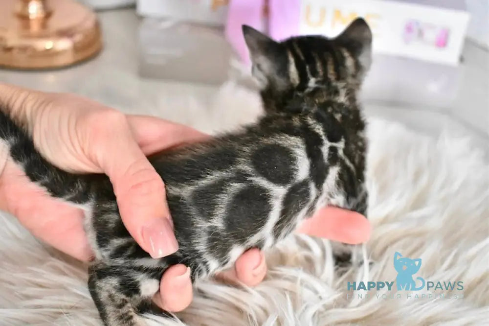 Fifa Bengal female black spotted tabby live animals