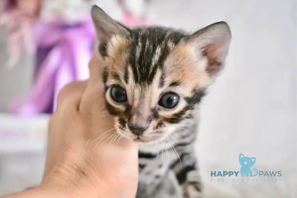Fifa Bengal female black spotted tabby live animals