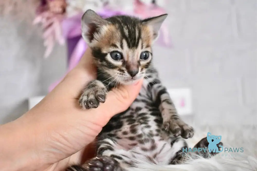 Fifa Bengal female black spotted tabby live animals