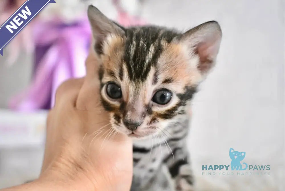 Fifa Bengal female black spotted tabby live animals
