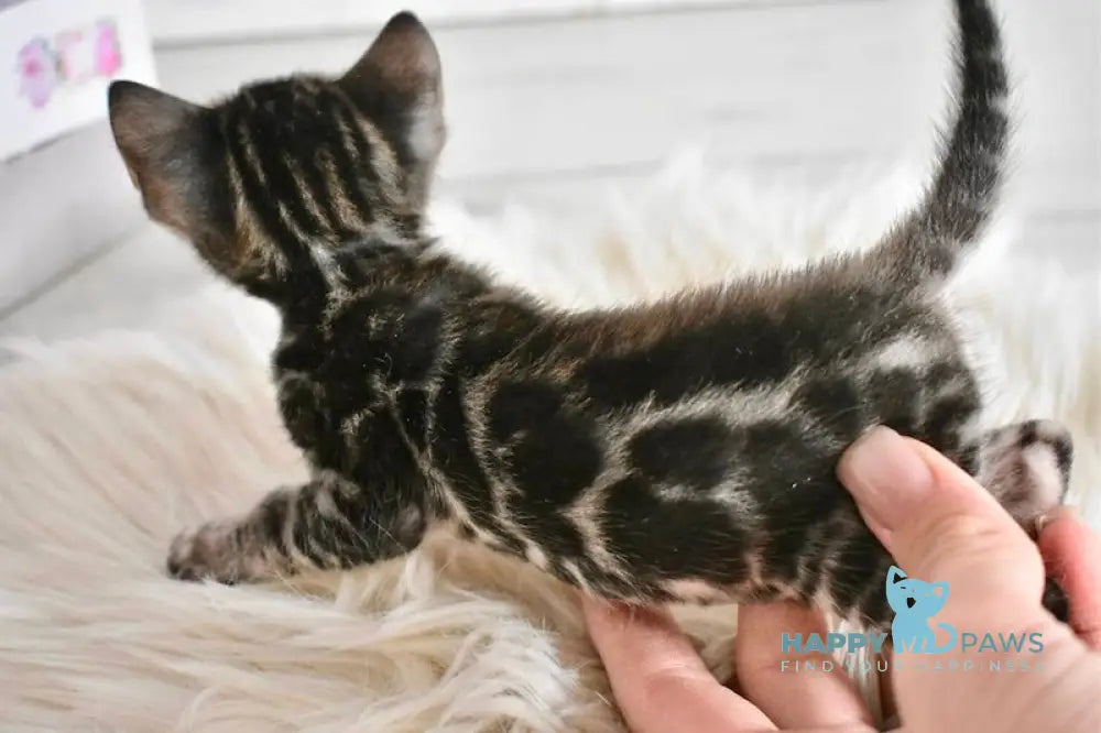 Fifa Bengal female black spotted tabby live animals
