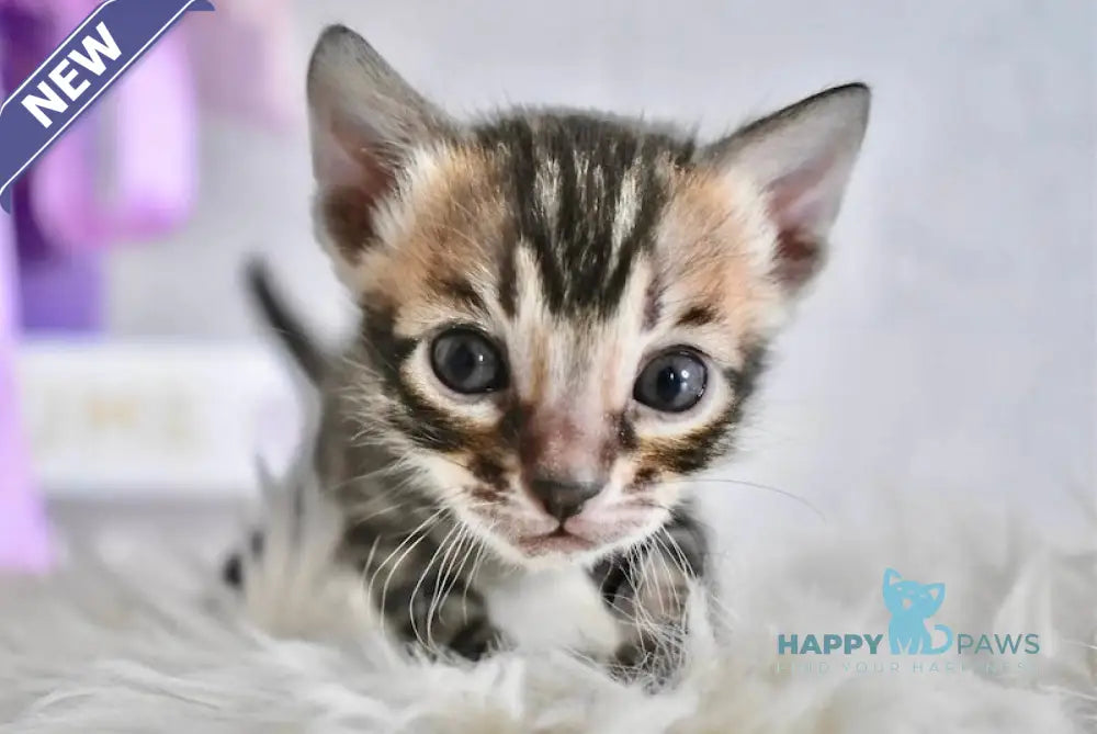 Fifa Bengal female black spotted tabby live animals