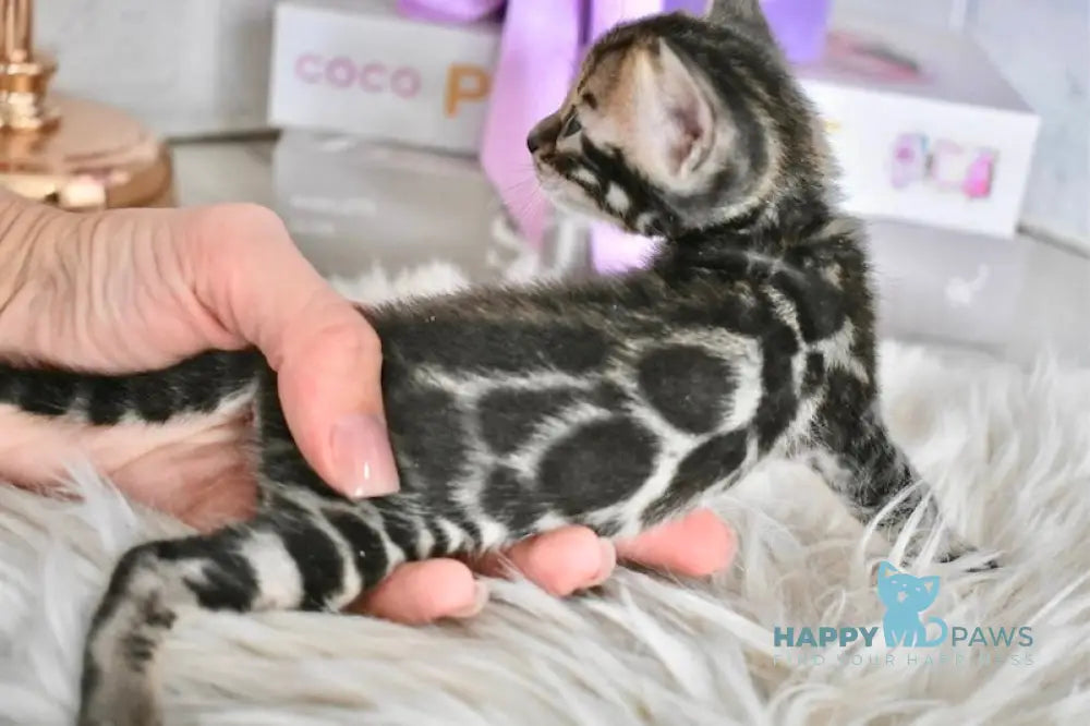 Fifa Bengal female black spotted tabby live animals