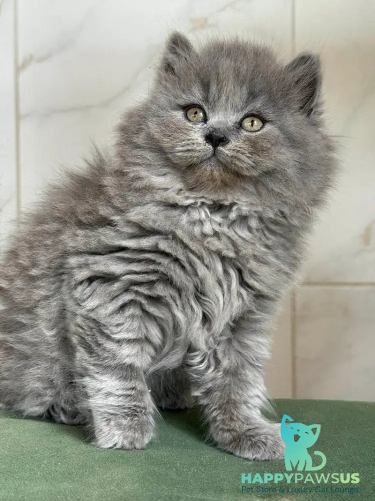 Fifa British Longhair female blue - live animals