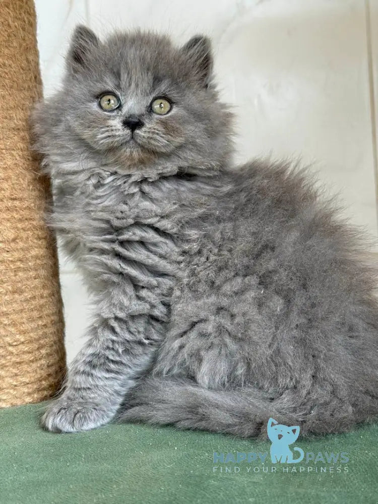 Fifa British Longhair female blue - live animals