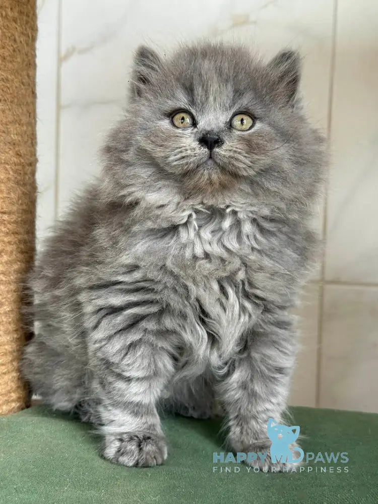 Fifa British Longhair female blue - live animals