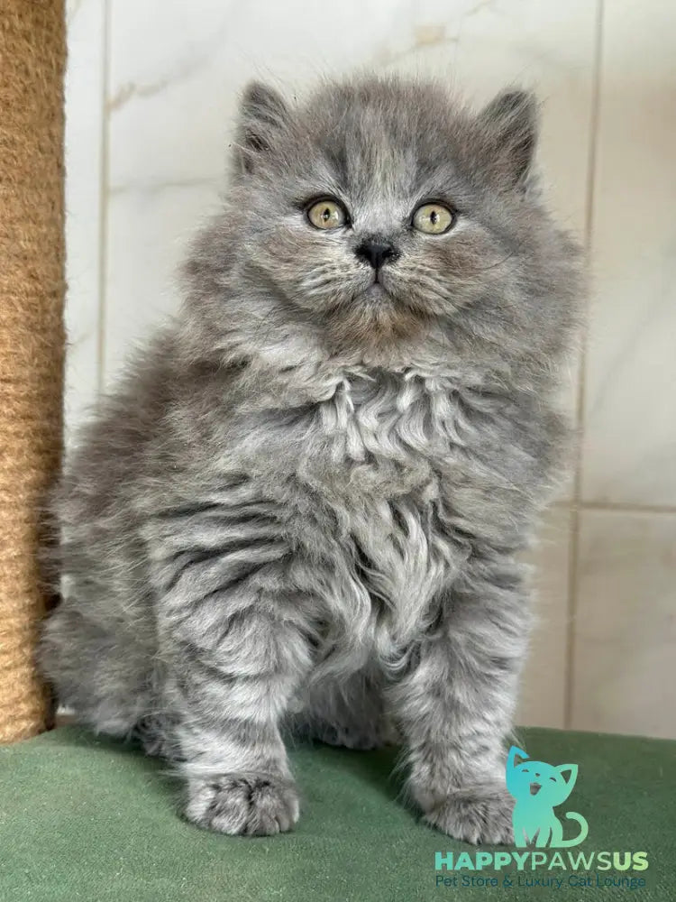 Fifa British Longhair female blue - live animals