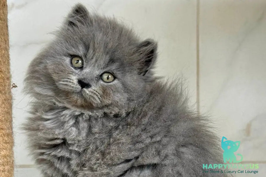 Fifa British Longhair female blue - live animals