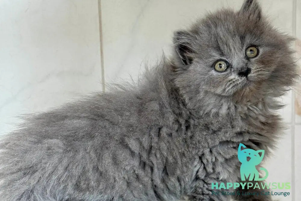 Fifa British Longhair female blue - live animals