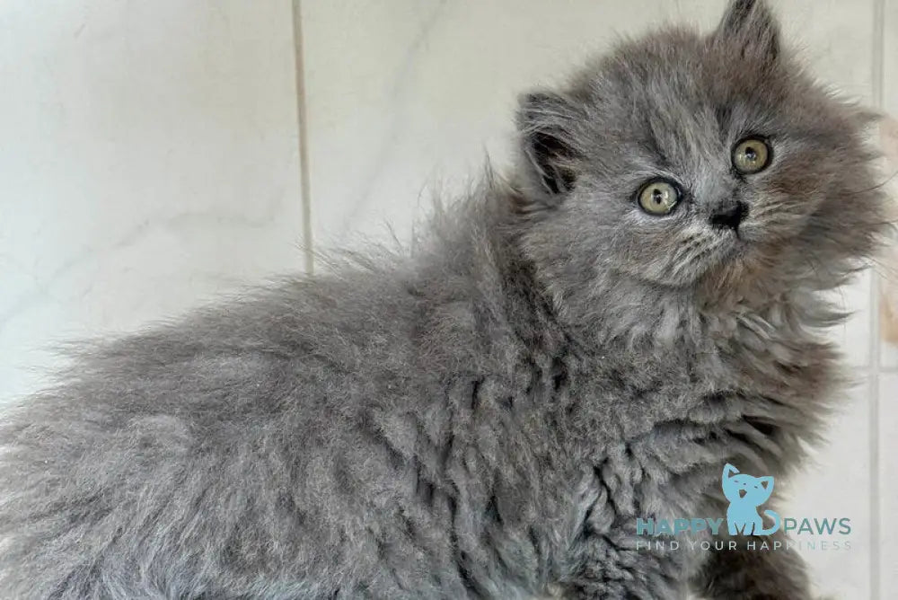 Fifa British Longhair female blue - live animals