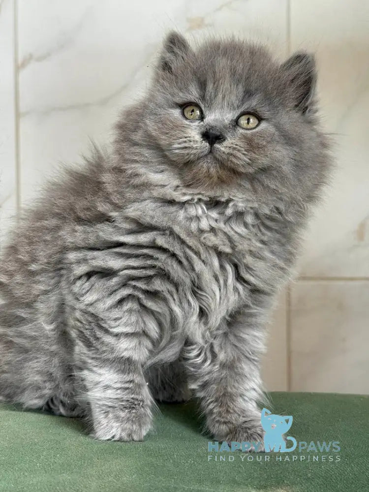 Fifa British Longhair female blue - live animals