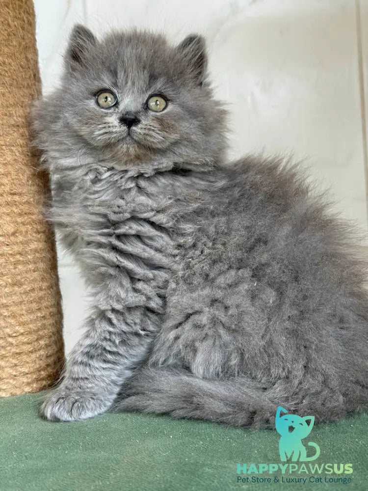 Fifa British Longhair female blue - live animals
