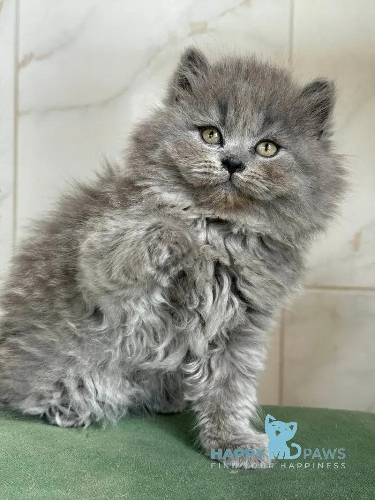 Fifa British Longhair female blue - live animals